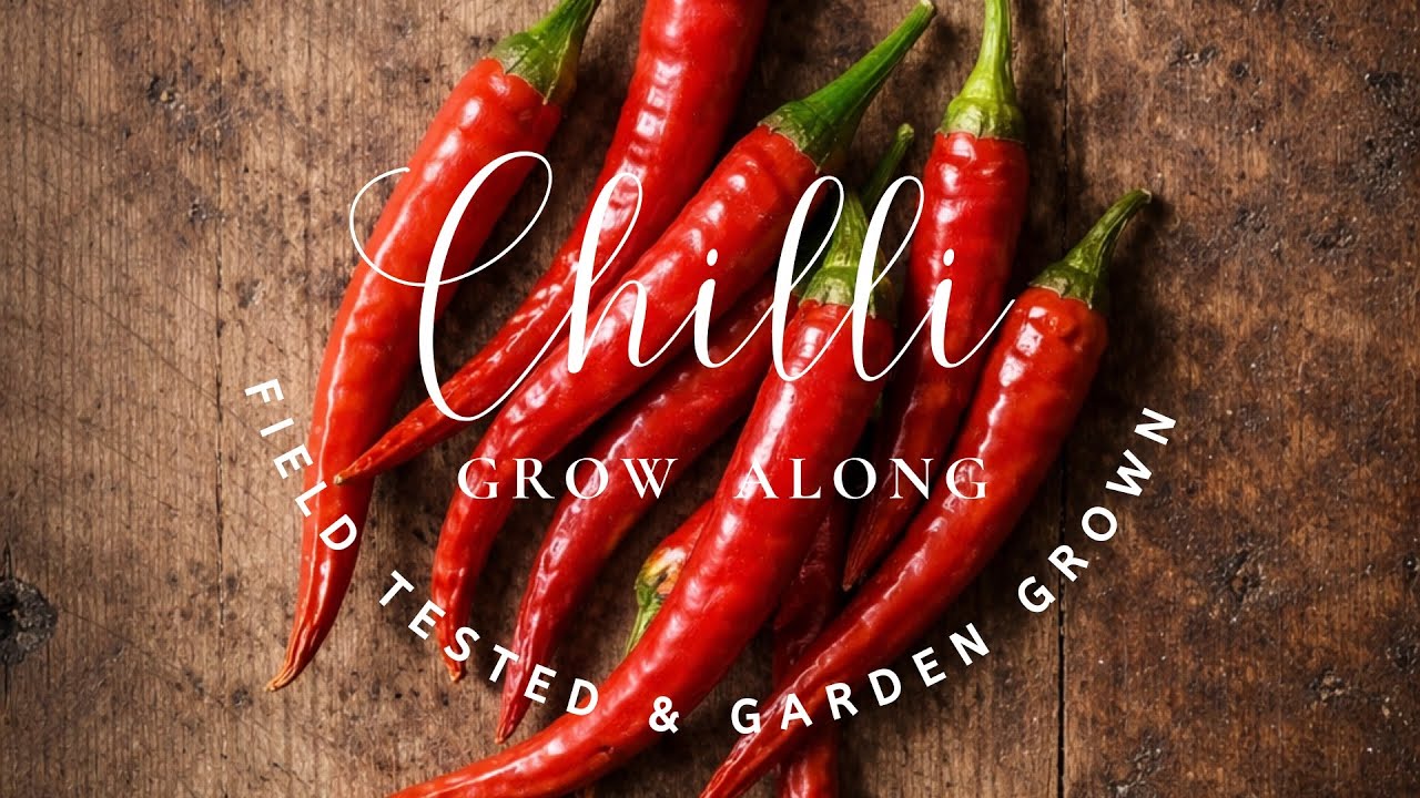 How to Grow Chillies from Seed in the UK 🌶️ | Chilli Grow Along