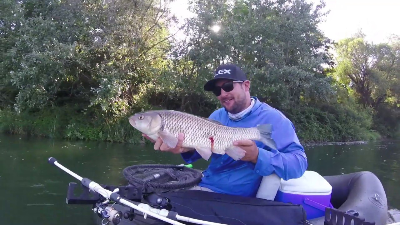Belly-Boot-Angeln auf dem Rhein - Döbel angeln mit kapitalem Beifang