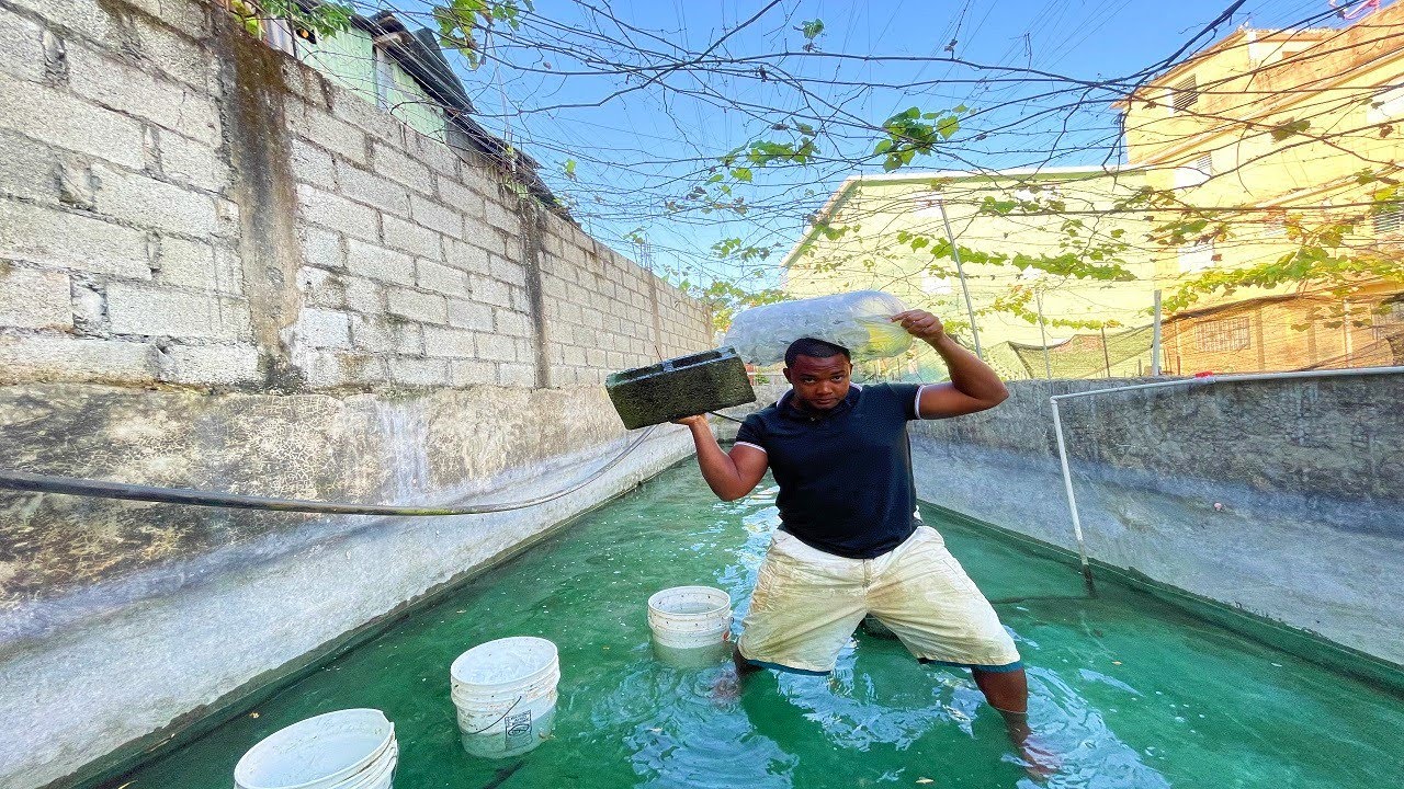 Suscriptor quería 40 peces bettas y le envío todos estos