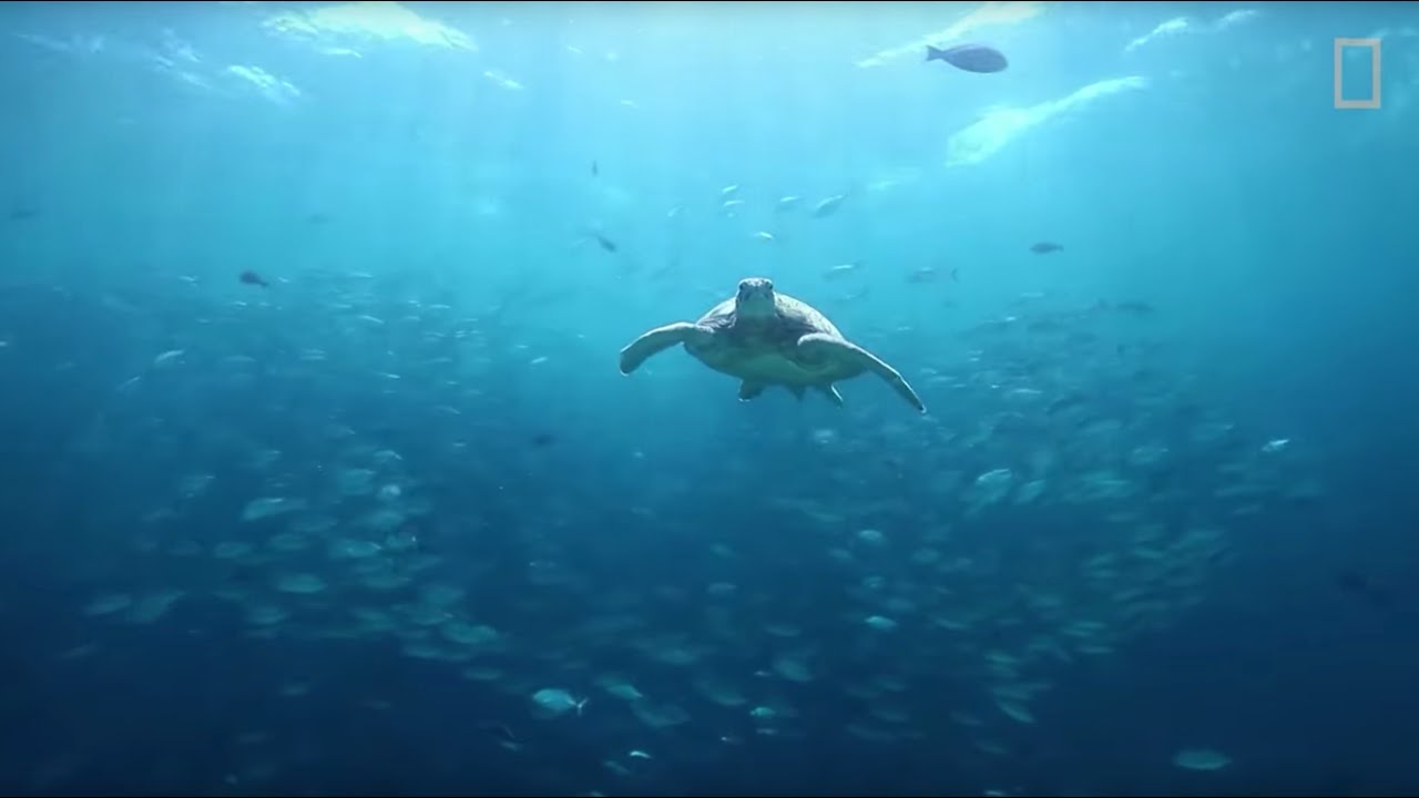 Sea Turtles 101 | National Geographic & the BBC (Life Under the Sea series)