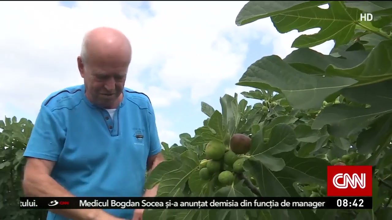 Povestea românului care a dat lovitura cu o livadă de smochini. A plantat peste 600 de pomi.