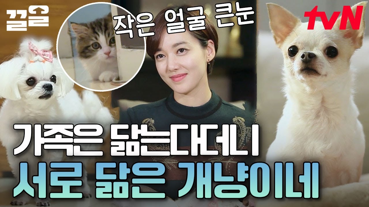 🐶세상 순하고 착한 강아지들+말랑콩떡 얼굴에 그렇지 못한 태도의 고양이🐱 조용할 날 없는 이소연네 | 대화가필요한개냥