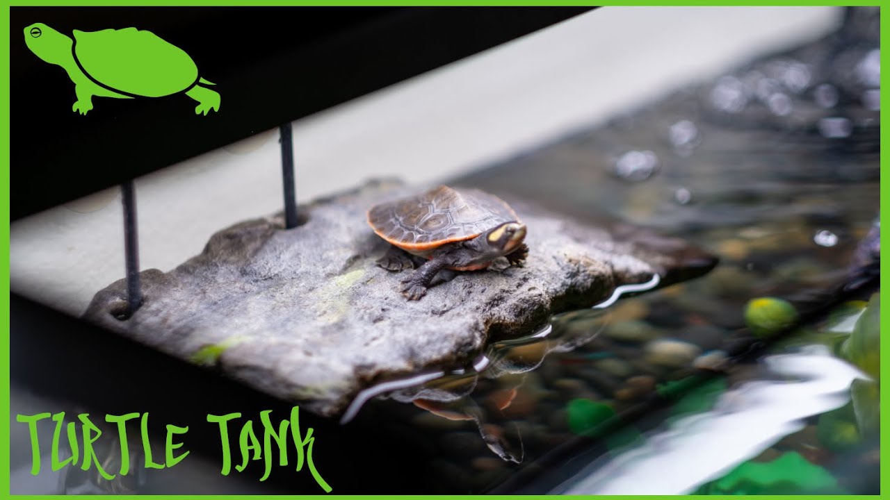 Turtle Tank Set Up