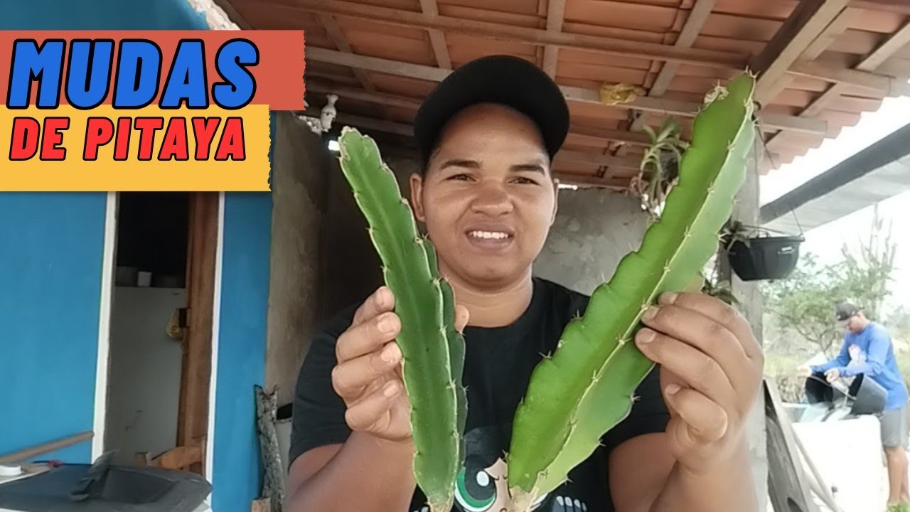 Plantei mudas de pitaya no sítio, milho e feijão de corda muita chuva com raios e trovões ⛈️