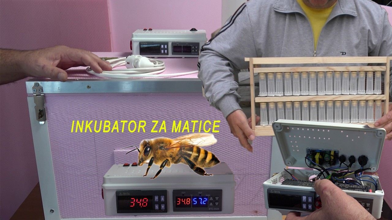 Automatski inkubator za matice u samogradnji | Bee queen incubator | Termostat ZL-7817A i STC-3028