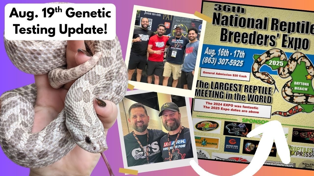 Mid-August Genetic Test Updates! | Reptile Genetics Weekly Ep 123