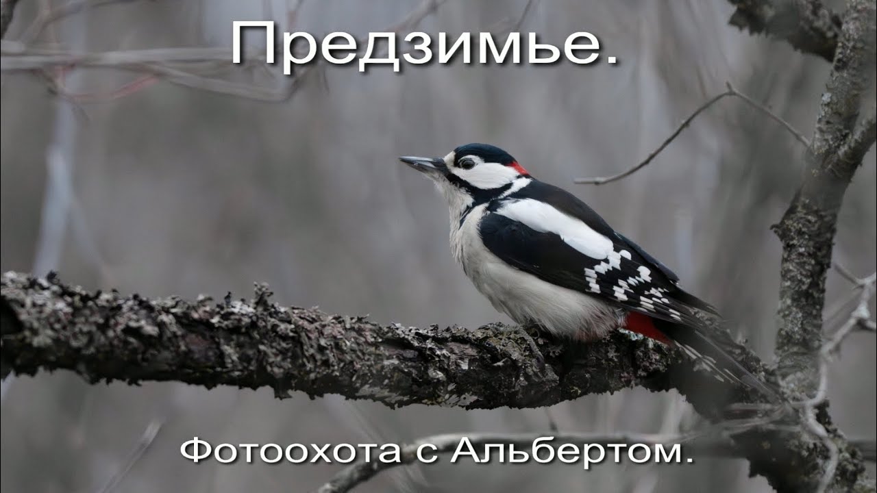 Фотоохота с Альбертом. Предзимье.