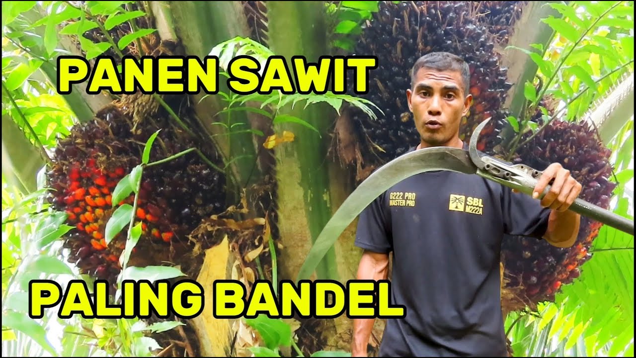 PANEN SAWIT PALING BANDEL