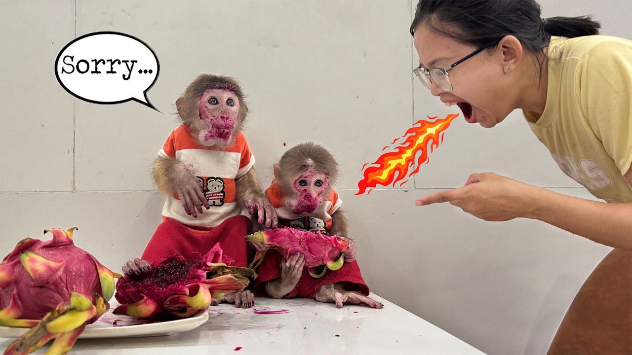 Funny! Lucky and Sunny secretly eat Mom’s fruit and face the bitter consequence!