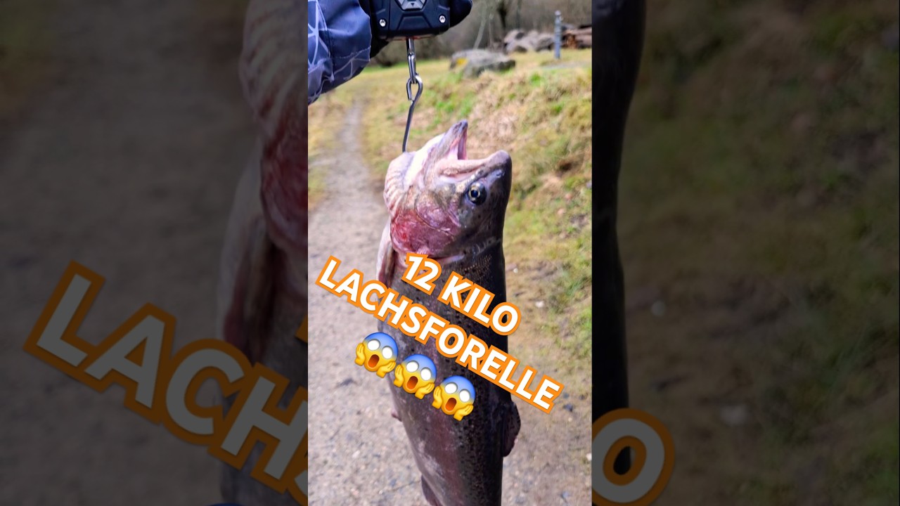 12 Kilo Lachsforelle...oder doch nur 2? 🤔😜😎