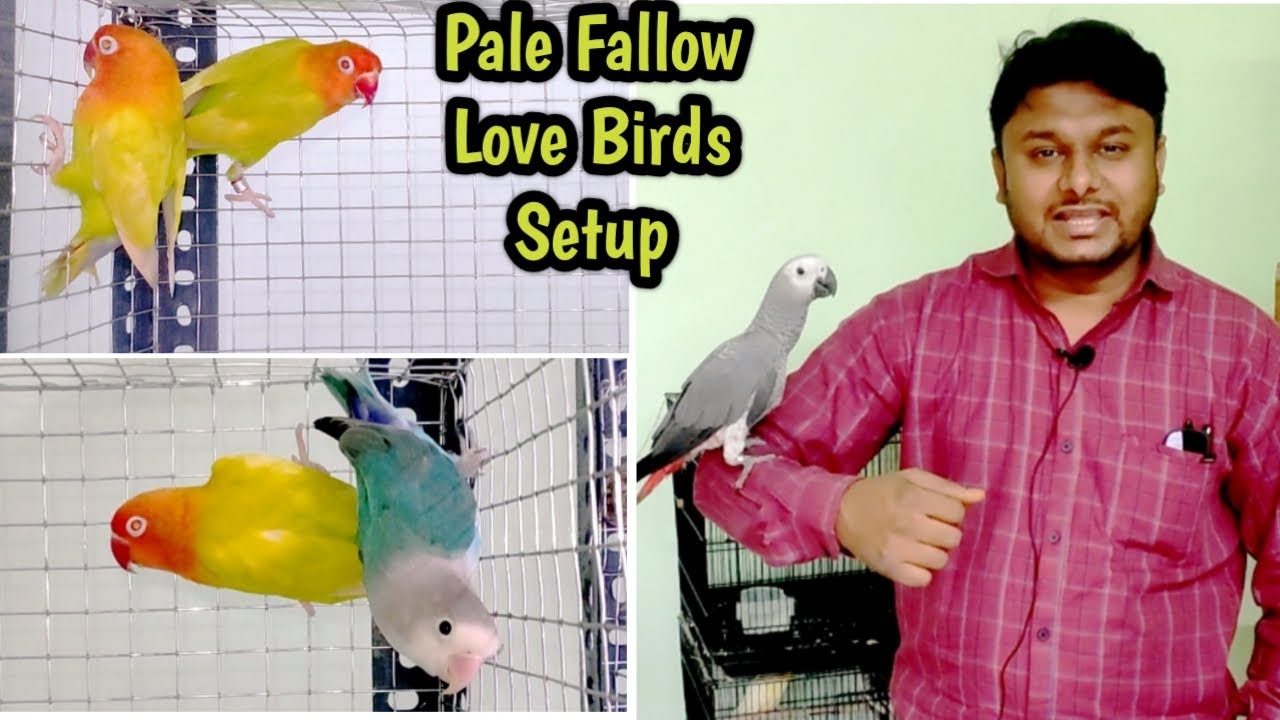 Rishaqat Bhai Ka Pale Fallow ALB Setup || Beautiful Love Birds || Aurangabad Series EP 04 ||
