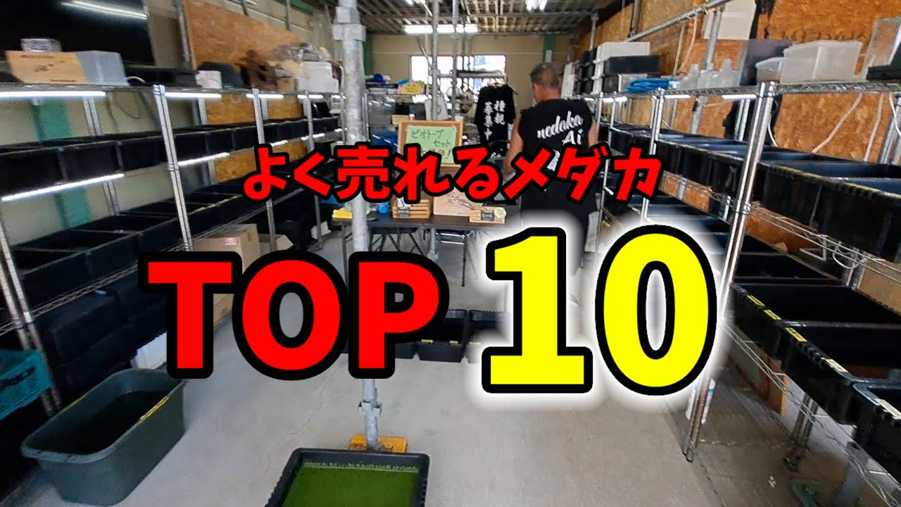 よく売れるメダカ【TOP10】medaka Ai.和歌山県紀の川市.安らぎAQUAちゃんねる