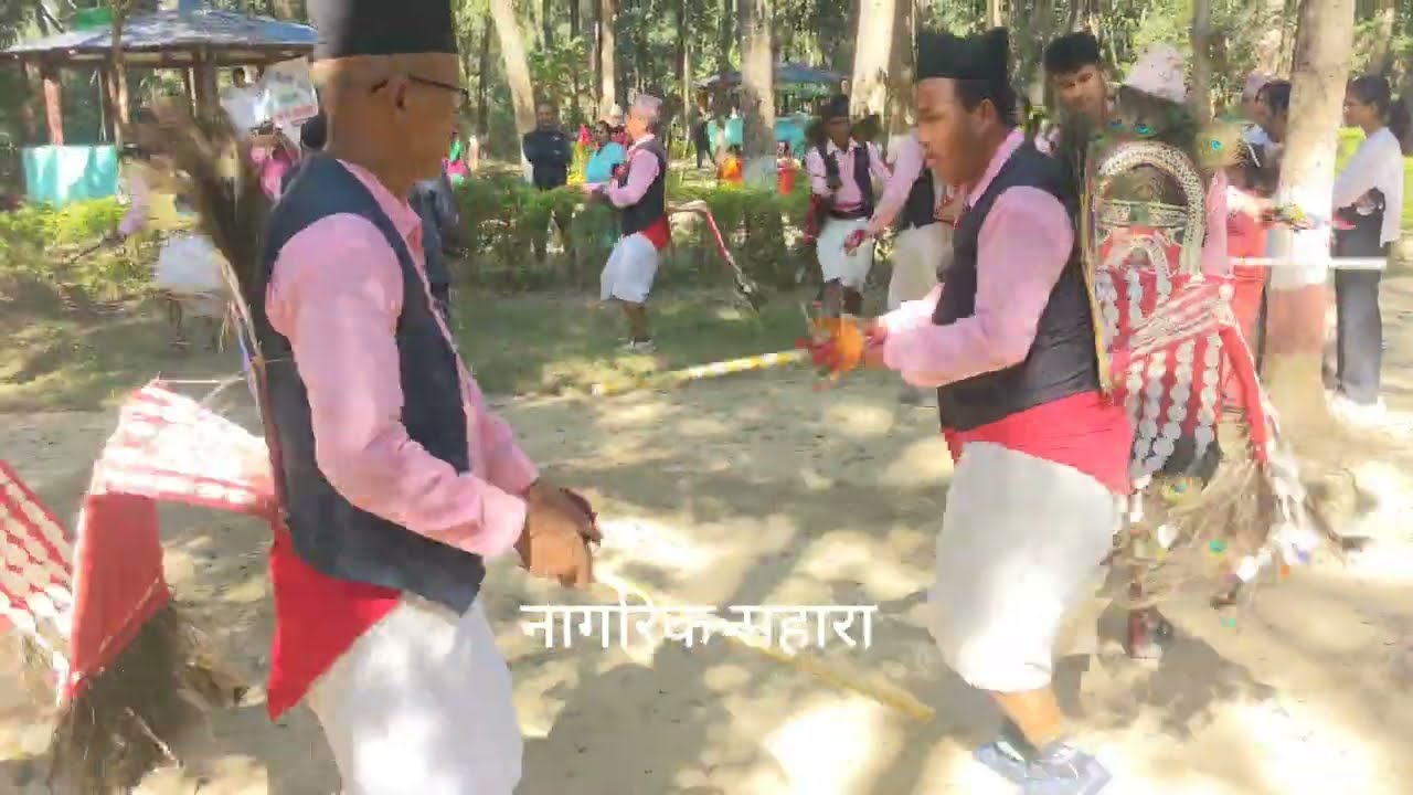 🦚 यस्तो नाच देखेर जो कोही रोकिन्छ, प्रकृतिको जादू यही हो! #nagariksahara 