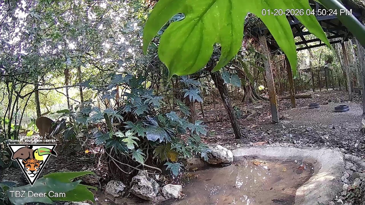 The Belize Zoo Live Cam