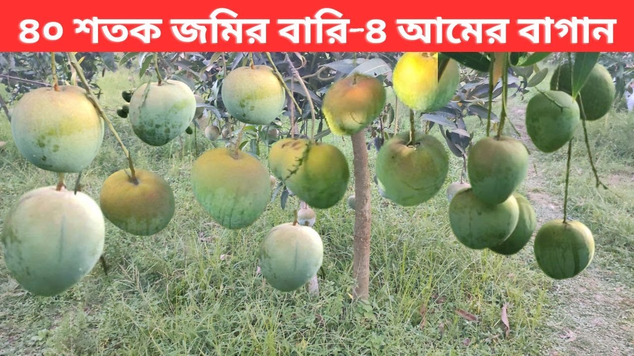 হায়দার চাচার ৪০ শতকের বারি ৪ আমের বাগান ।। Bari 4 Mango Garden of Mithapukur