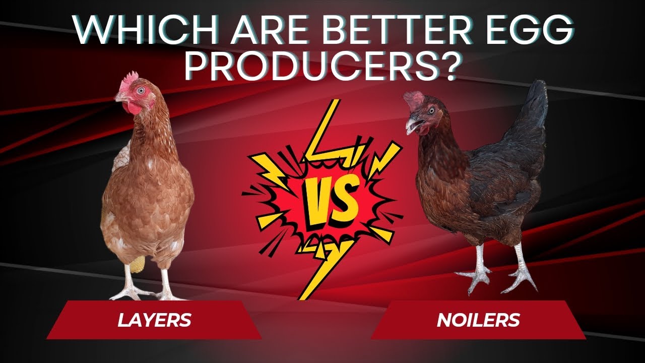 ARE NOILERS BETTER EGG PRODUCERS THAN LAYERS?  || Differences Between Layer chickens and Noilers