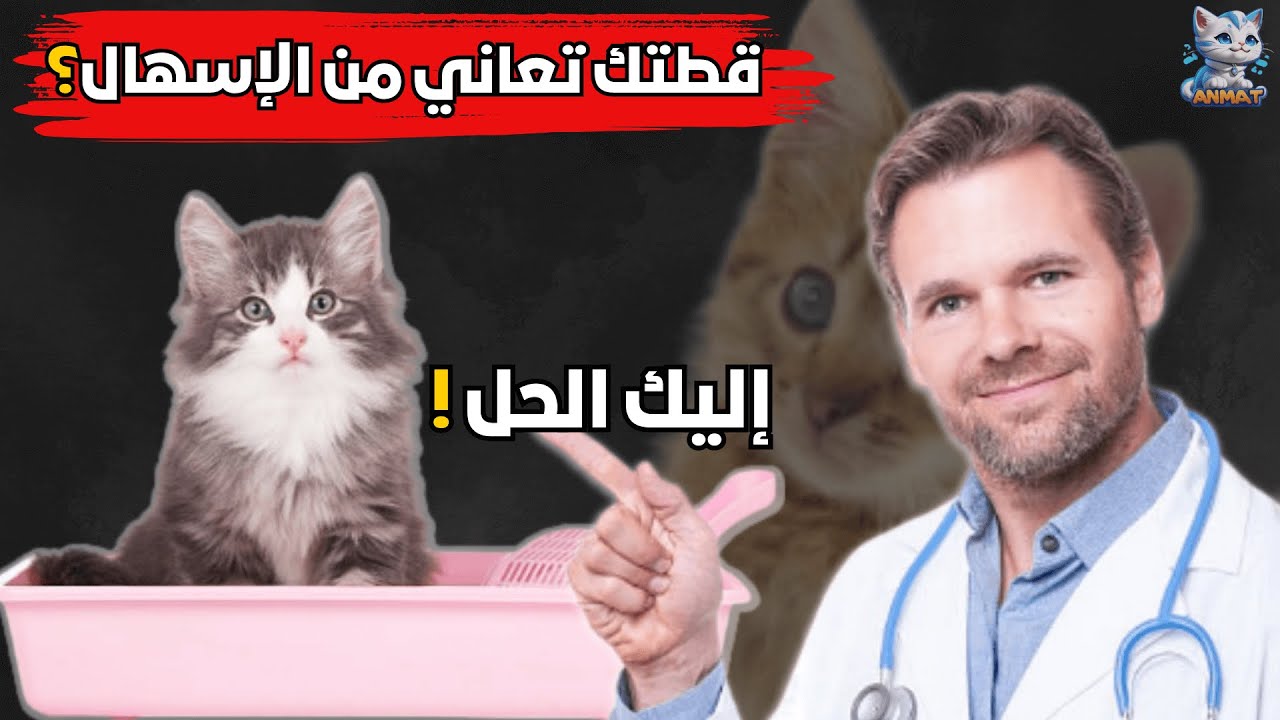 وداعاً للإسهال! 5حلول سريعة لعلاج إسهال قطتك في المنزل!