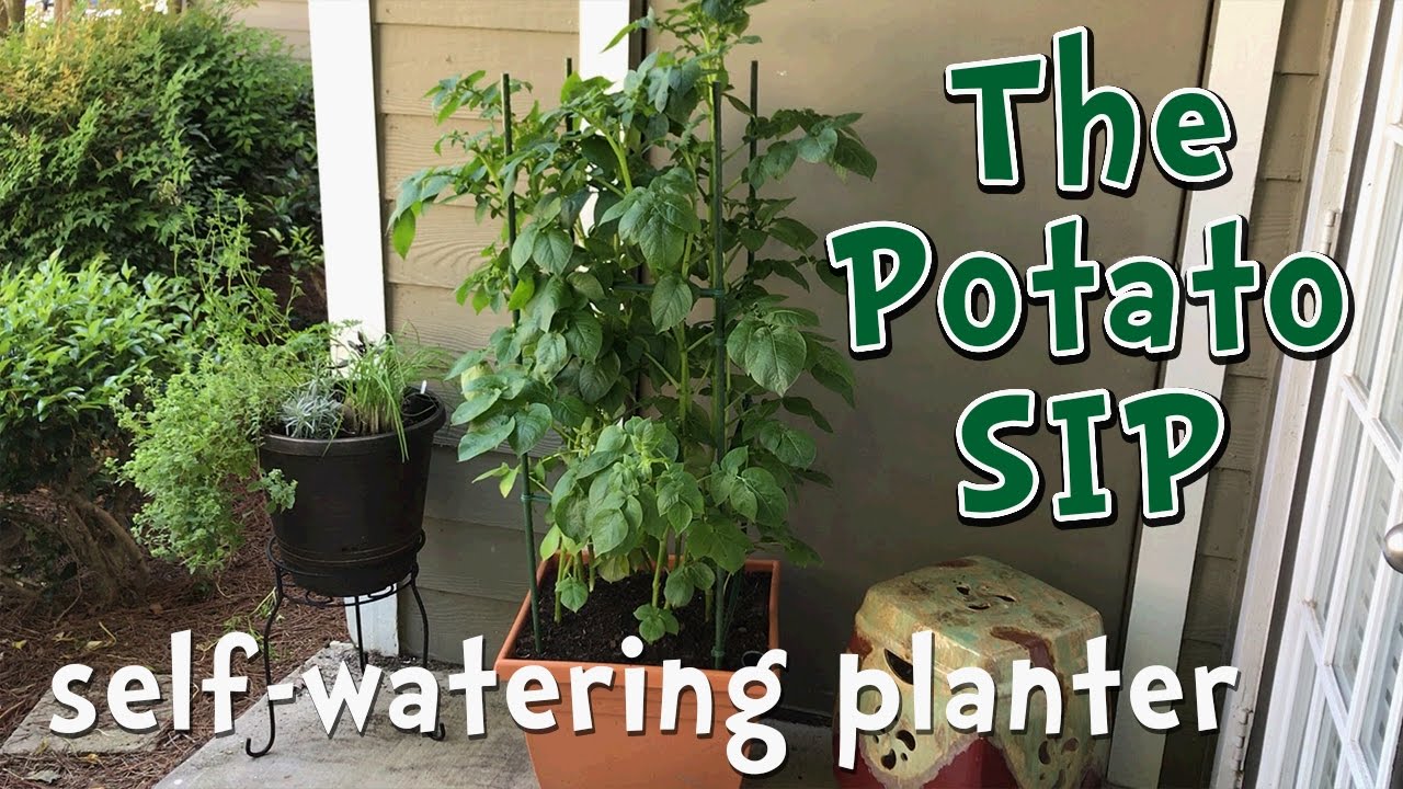 Self watering potato container garden DIY - modified sub-irrigated planter