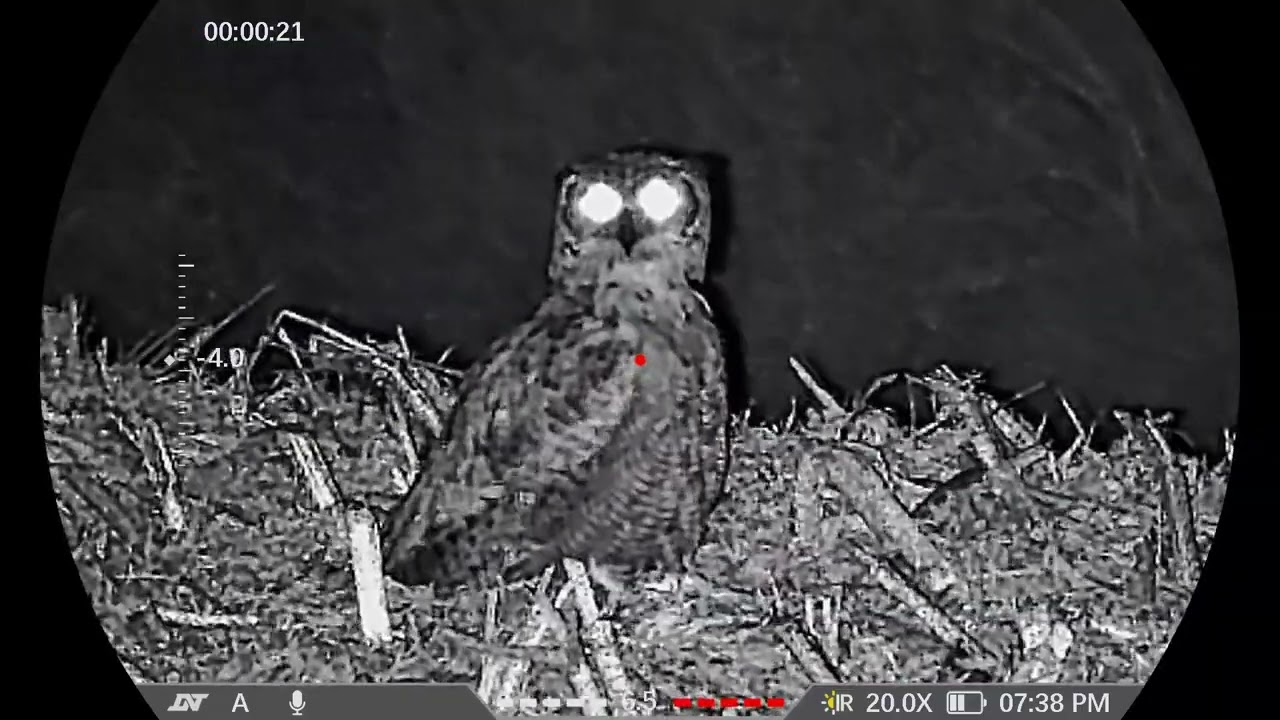 What a owl!