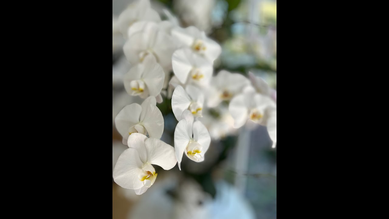 ORCHID MANIA 1   SD 480p