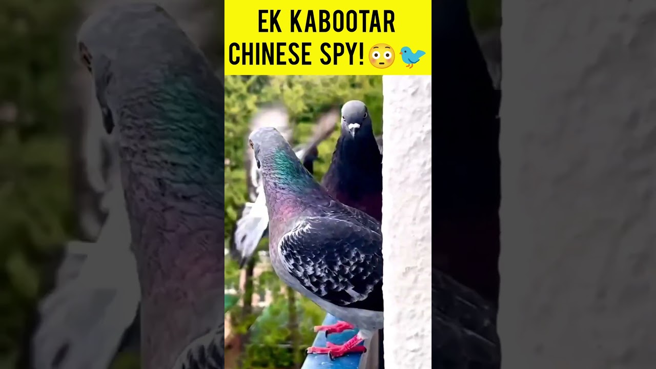 😳 Ye Kabootar Nikla Chinese Spy!?