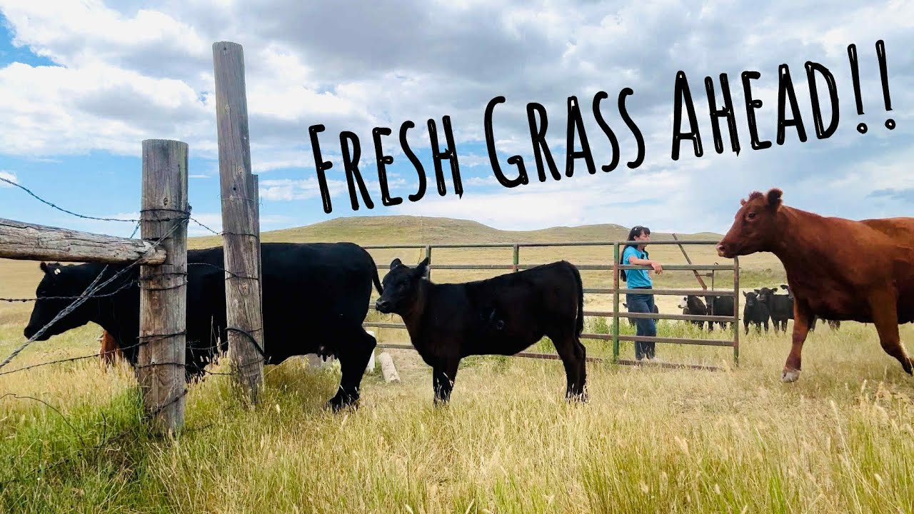New Pasture Day! Moving Cows & Getting Water Flowing
