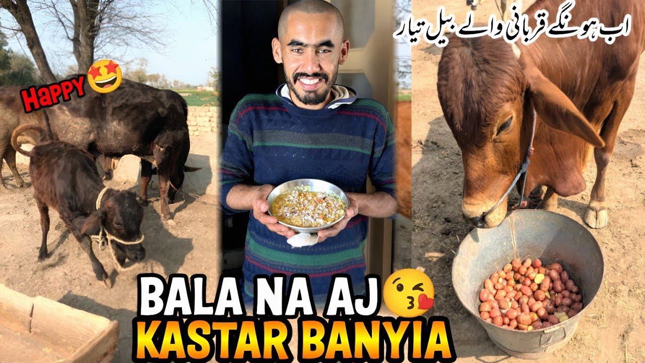 Bala Na Aj Kastar Banyia Sweet 😍 Qarbani Bail Ki Dekhbaal 🤩آج سب جانور بہت خوش ہوئے 