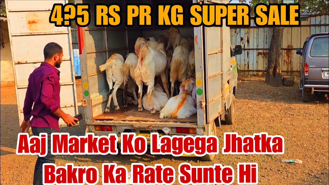 Aaj Market Ko Lagega Jhatka Bakro Ka Rate Sunte Hi Log Honge Hairan Agwan Goat Farm Padgha