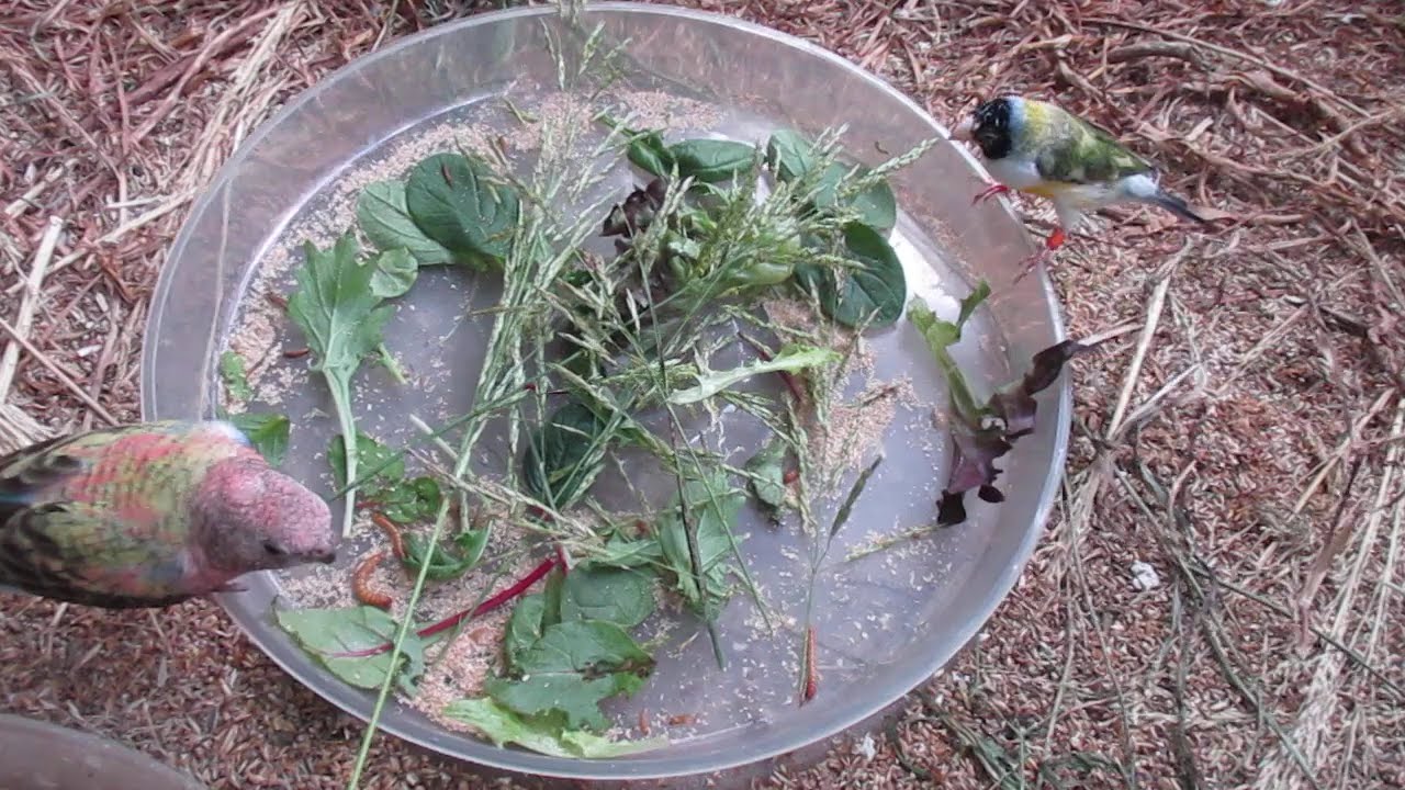 Bourke Parrots love their greens (Duri Village Tamworth NSW Australia) - Available