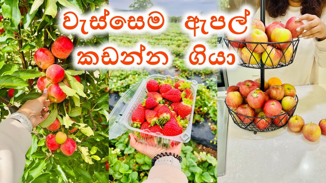 ලස්සන වැහි දවසක් | පවුලේ අයත් එක්ක | Apple Picking | Sinhala Vlog #dayinthelife
