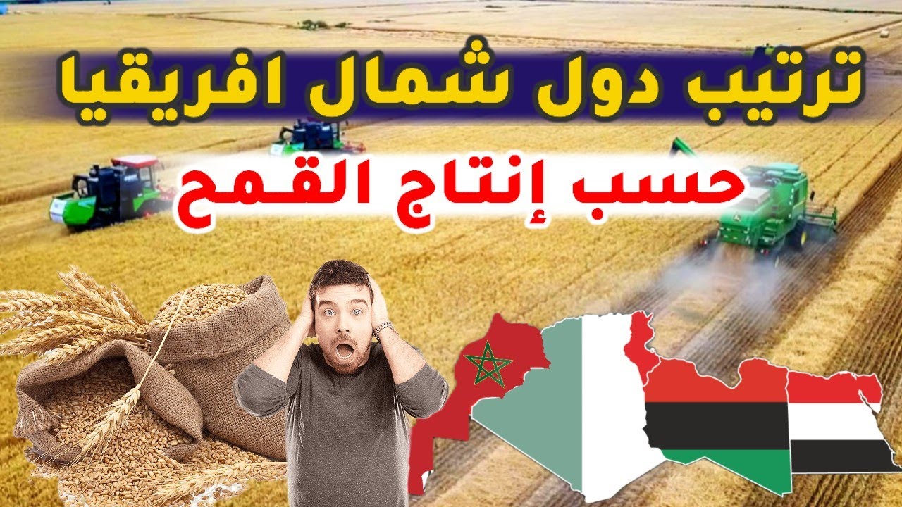 ما هو أكبر بلد منتج للقمح في شمال إفريقيا!🌾🌾🌾 -  الصراع بين الجيران 😀🇲🇦🇩🇿🇱🇾🇹🇳🇪🇬