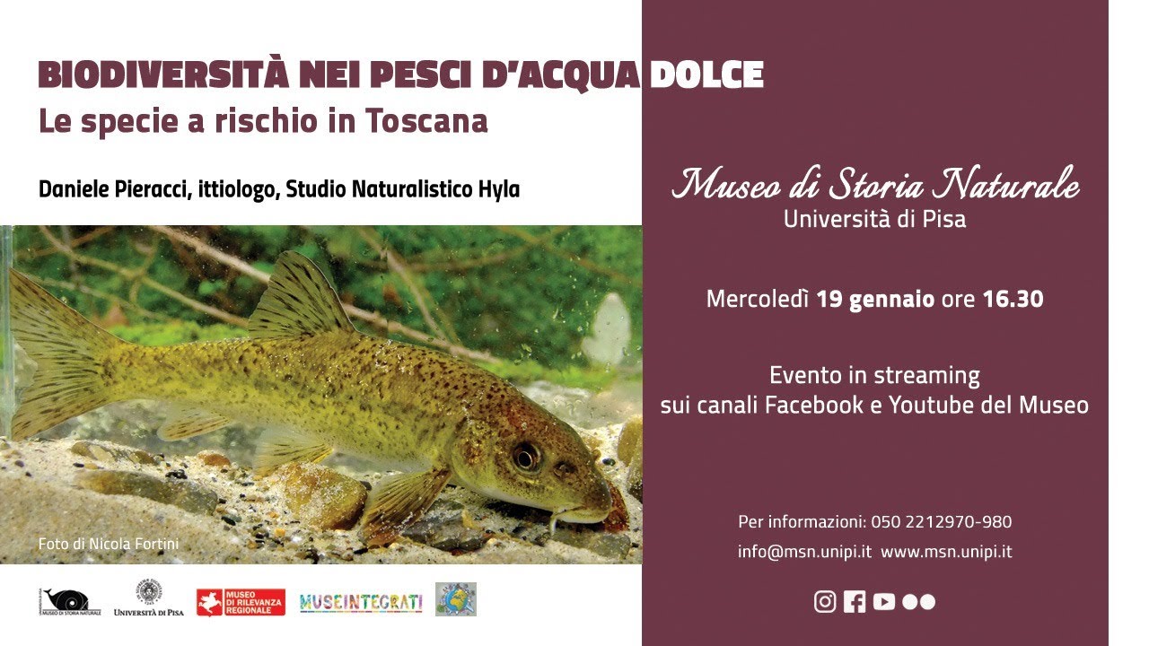 Biodiversità nei pesci d’acqua dolce: le specie a rischio in Toscana