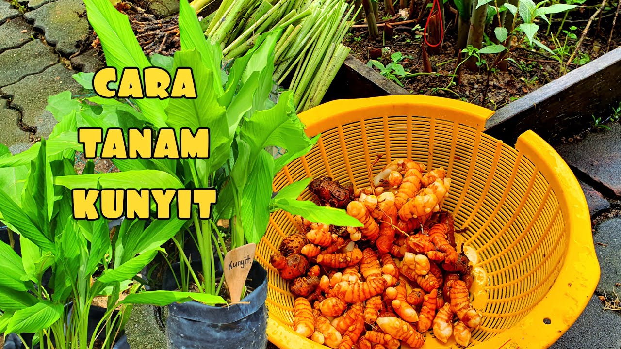 ✅TANAM KUNYIT || TANAMAN MUDAH HASIL LUMAYAN
