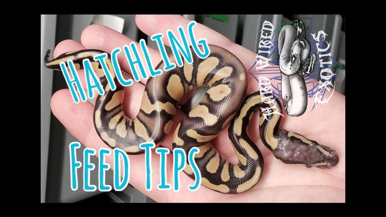 Hatchling Season Feed Tips // HWE
