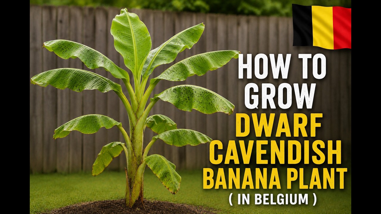 How to Grow Dwarf Cavendish in Your Garden