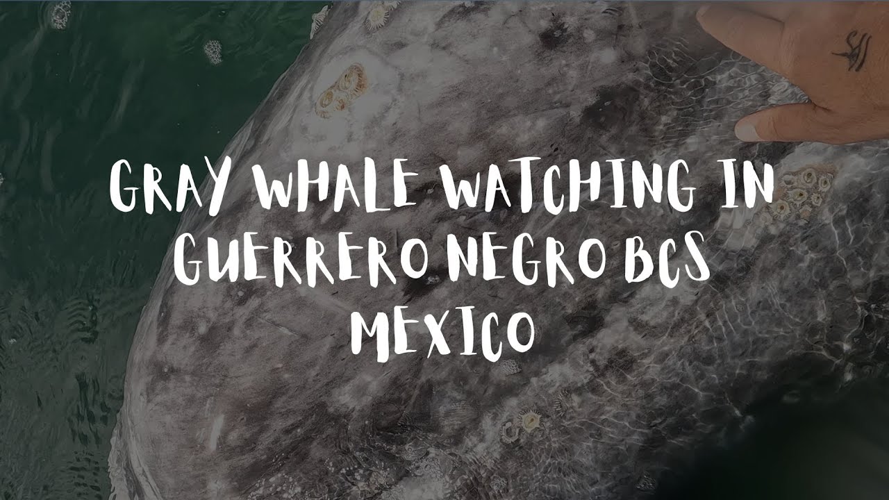 Gray Whale Watching in Guerrero Negro Baja California Sur Mexico