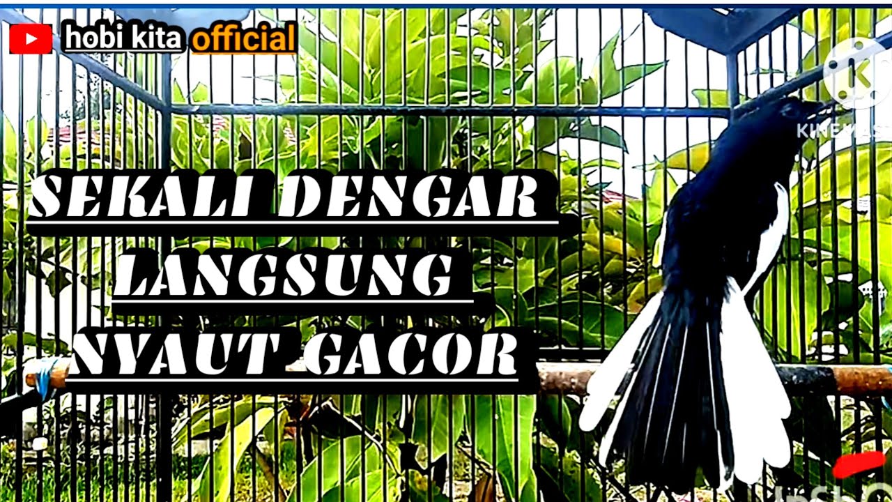 Kacer gacor full isian LAWAN SEKALI DENGAR langsung menyangkut gaco..