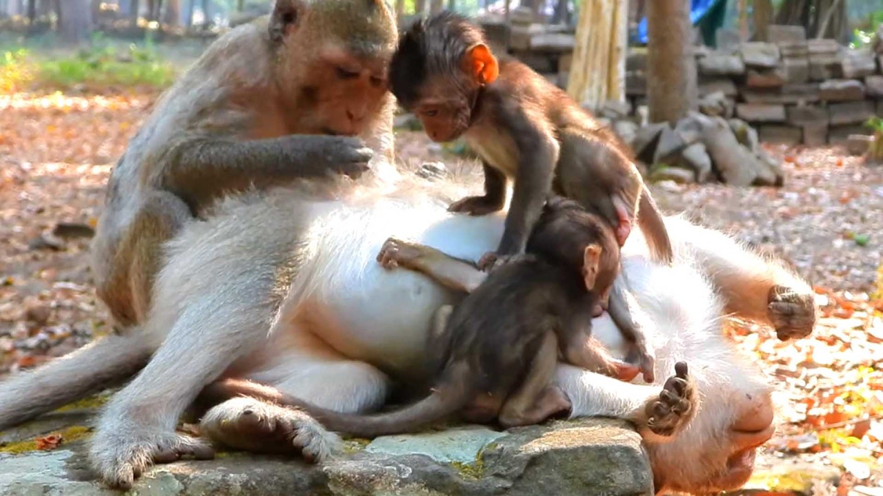 Top Sweet Primate baby Monkey, Jiva and Jazzy doing massage for monkey Button