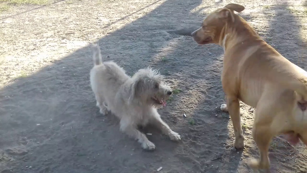 A pasiz&aacute;s rejtelmei