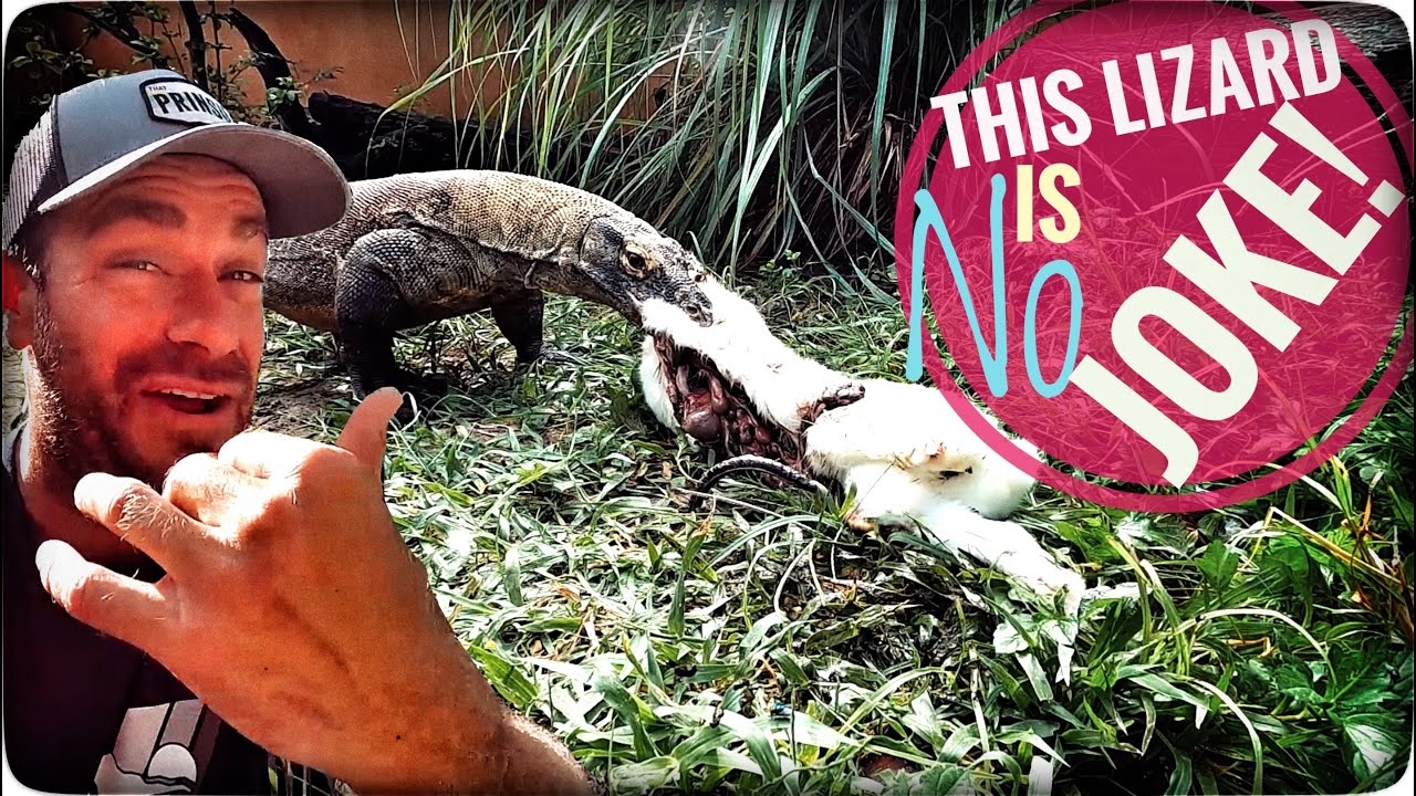 My DREAM Lizard, the Komodo Dragon!