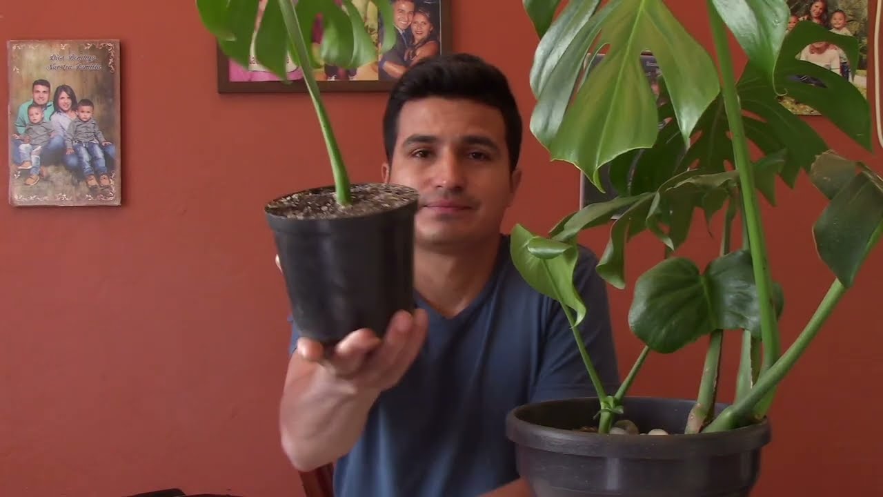 Monstera deliciosa (costilla de Adán)