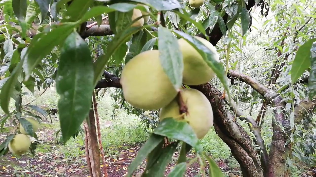 CLIMA Y ALTURA RECOMENDADA PARA EL CULTIVO DE DURAZNO!