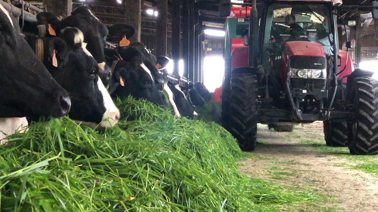 Affouragement en vert avec une faucheuse-autochargeuse Jeulin 🔵☘️