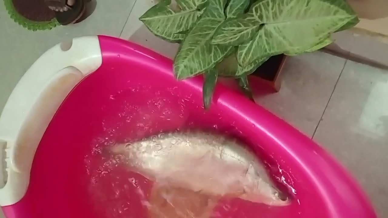 ঘরে বসে চিতল মাছ চাষ করলাম 😲 chitol fish 🐠