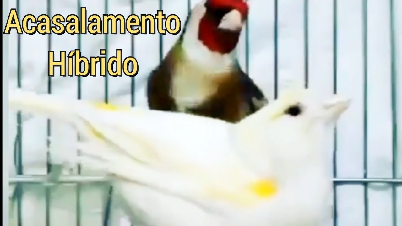 Acasalamento híbrido - Pintassilgo português X Canária belga