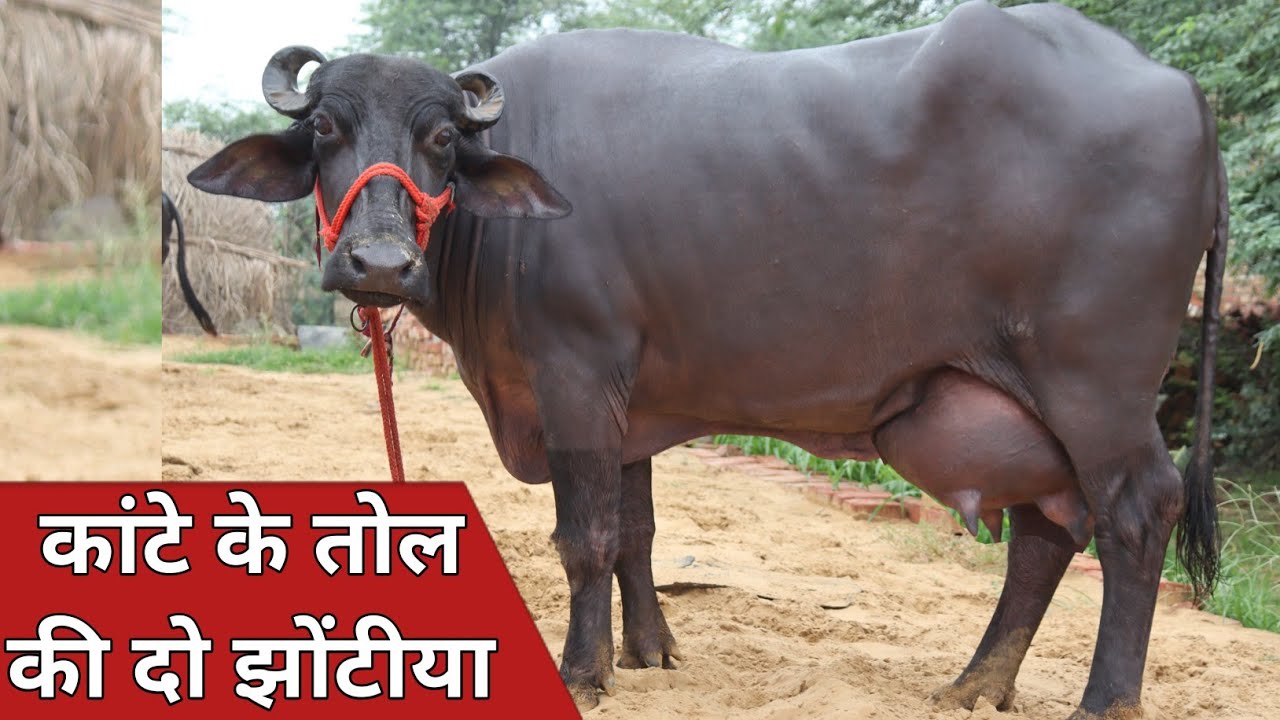 कांटे के तोल की दो झोटिया || एक ही जगह बिक्री के लिए उपलब्ध || Dagar Dairy Farm (7496083362)