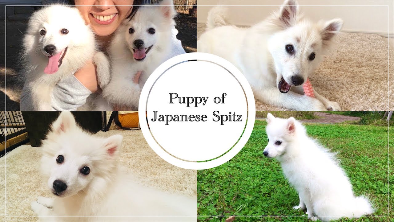 【胸キュン💕】小さくてかわいい子犬時代の日本スピッツちぃ。