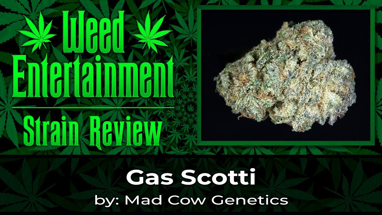 Gas Scotti - by Mad Cow Genetics - Sept 2023