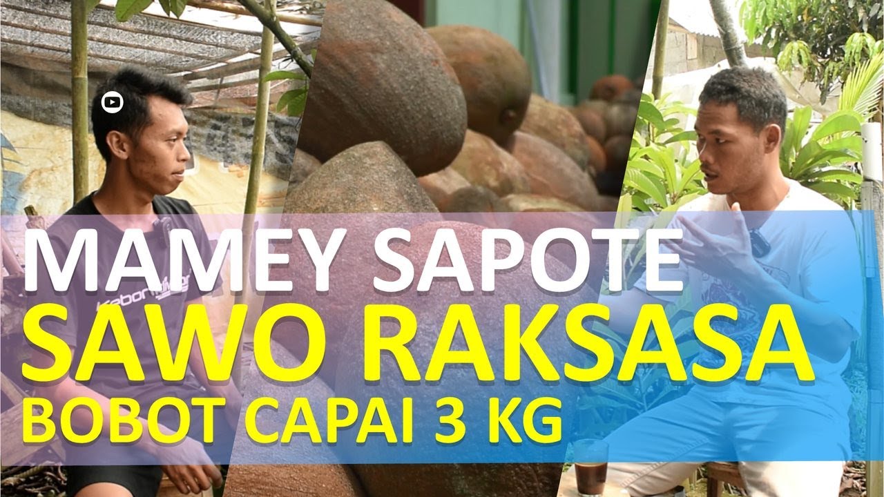 PANEN SEUMUR HIDUP TANAM SAWO RAKSASA BUAH LANGKA MAMEY SAPOTE