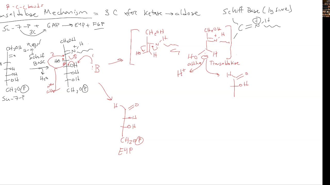 CHEM 407 - Pentose Phosphate Pathway - 5 - Transaldolase Mechanism